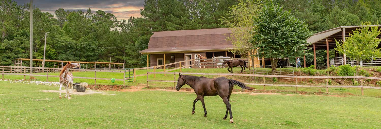 Horses running in front of a barn